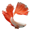 Freshwater Fish